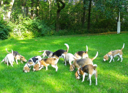 Beaglespielwiese