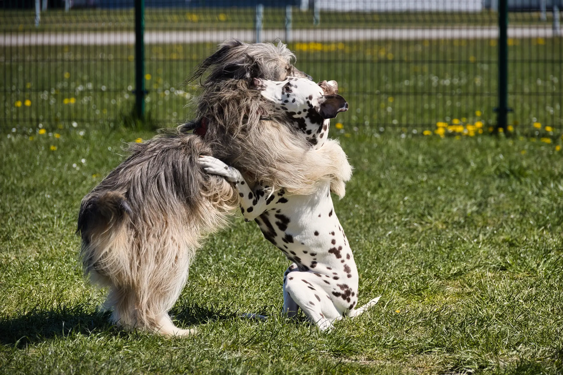 Hunde haben Spaß